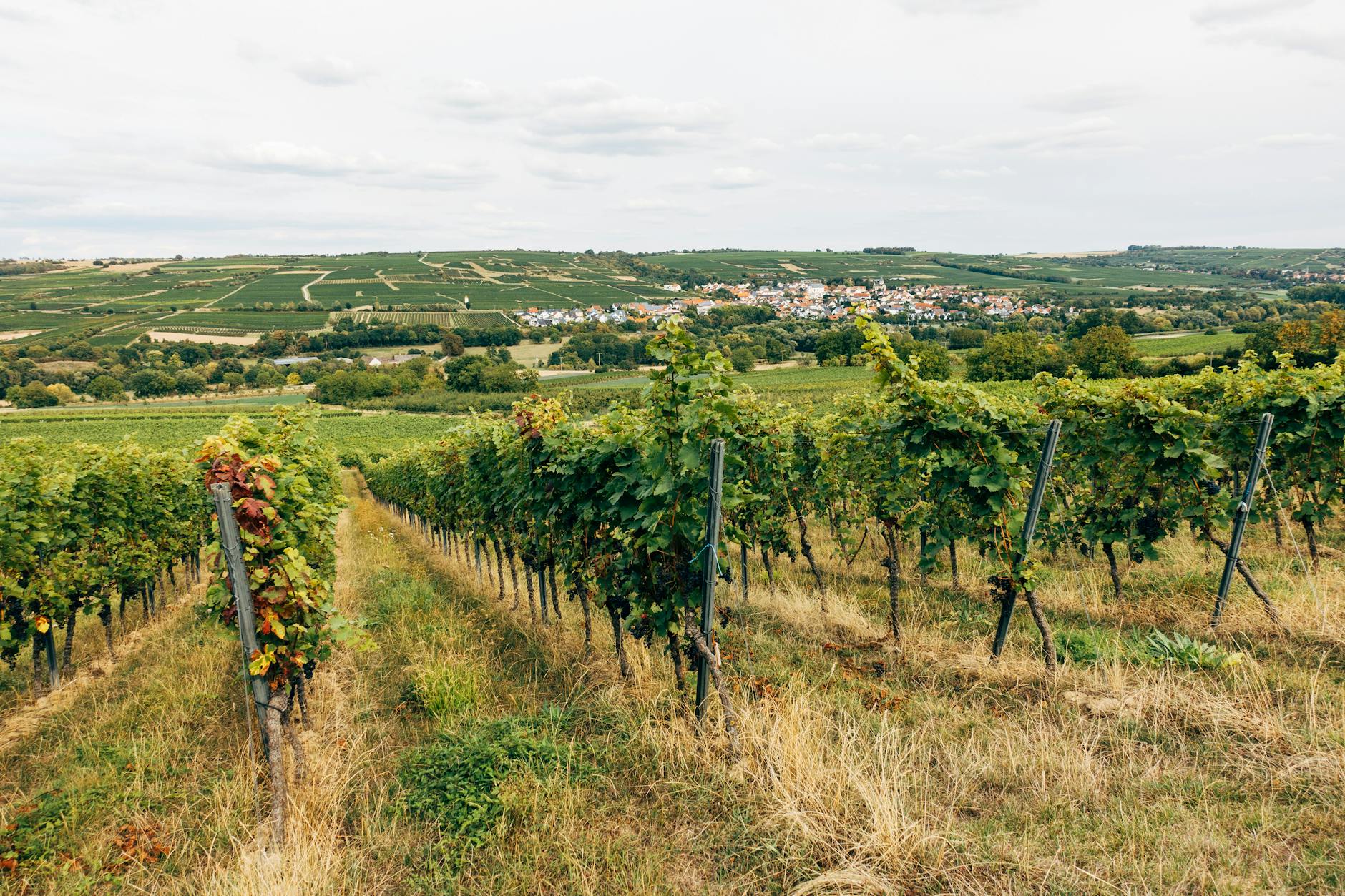 Vineyard Wine Country