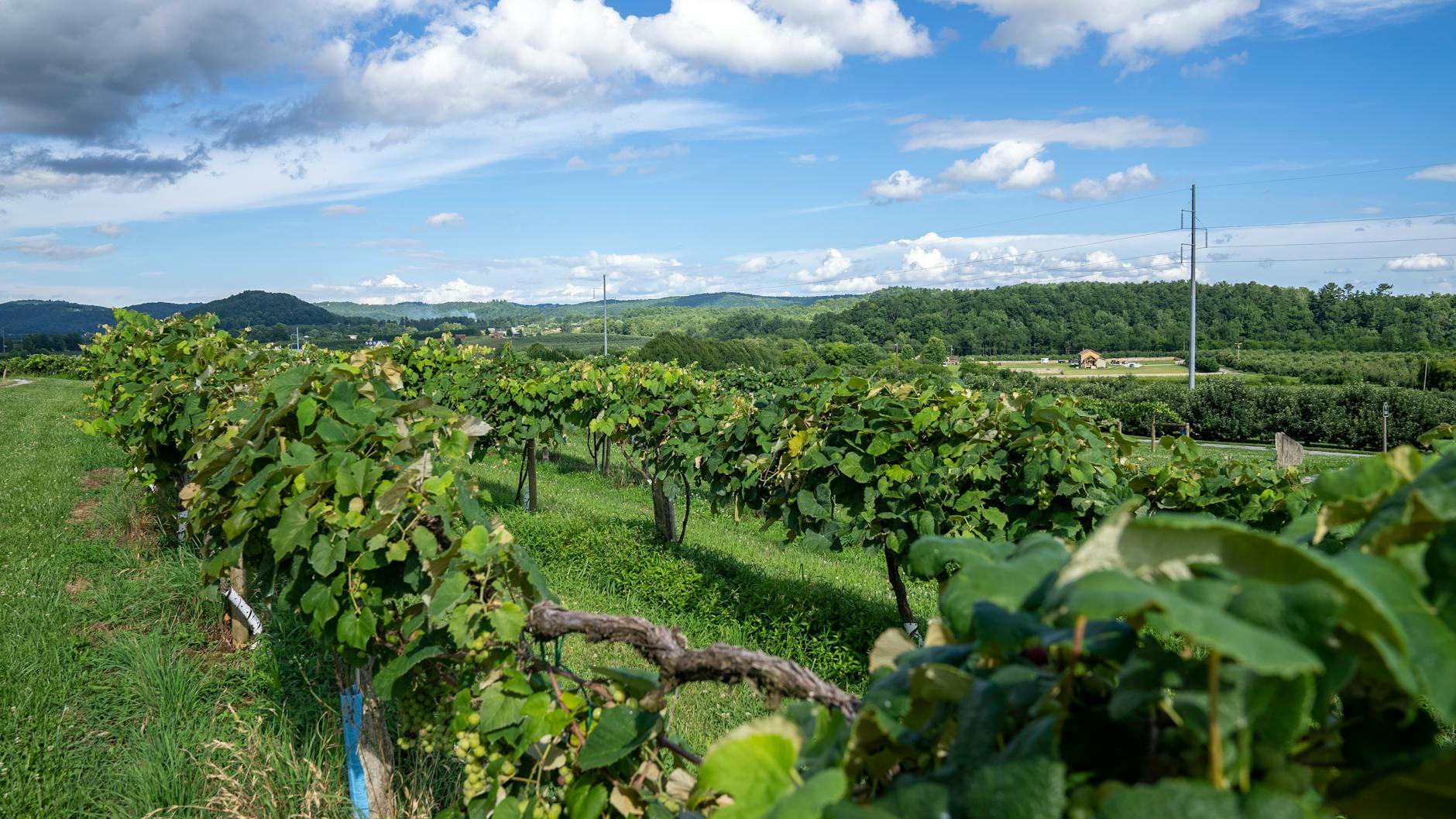 Vineyard Wine Country